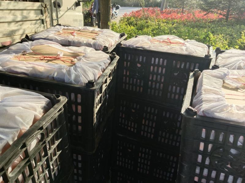 柿子陕西阳丰甜柿大量上市个头大口感好欢迎来电咨询