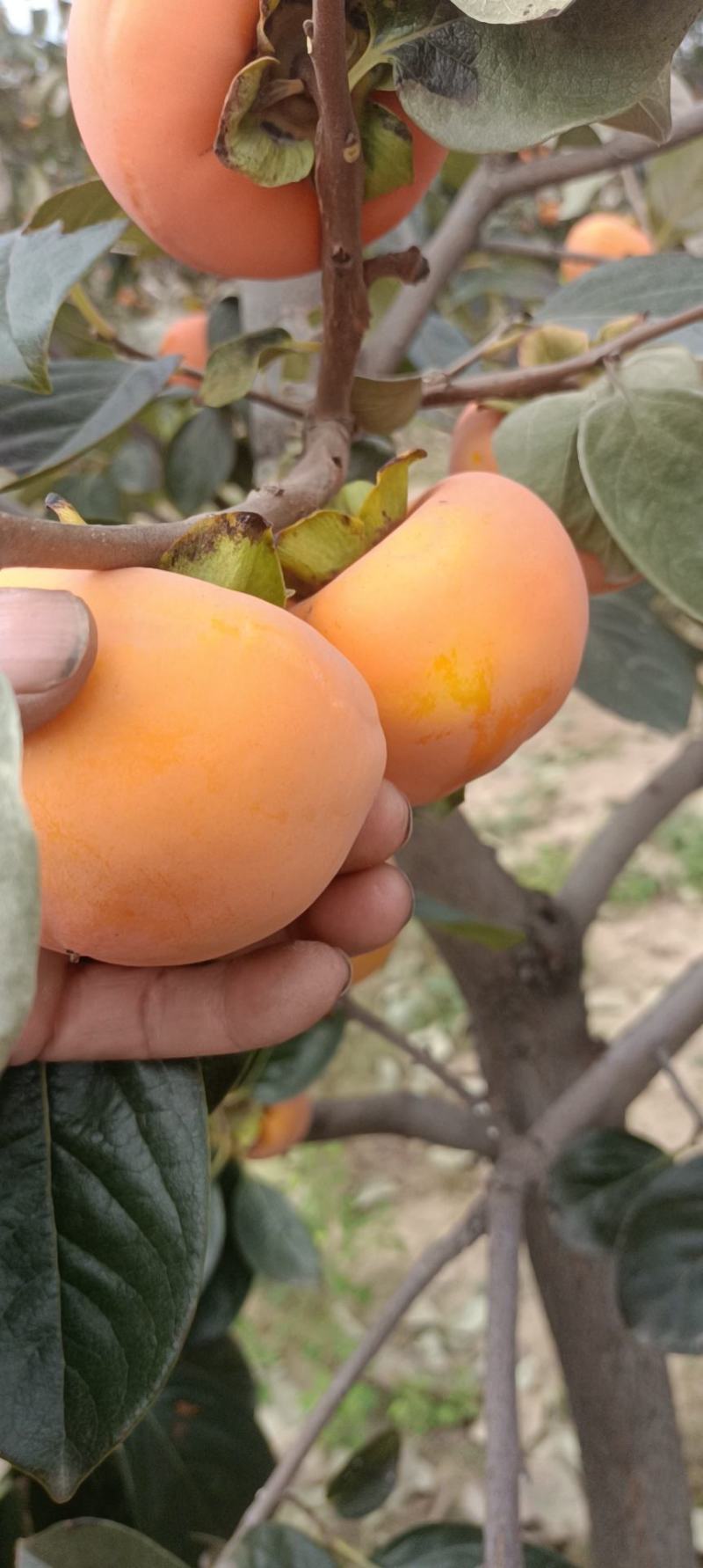 柿子陕西阳丰甜柿大量上市个头大口感好欢迎来电咨询
