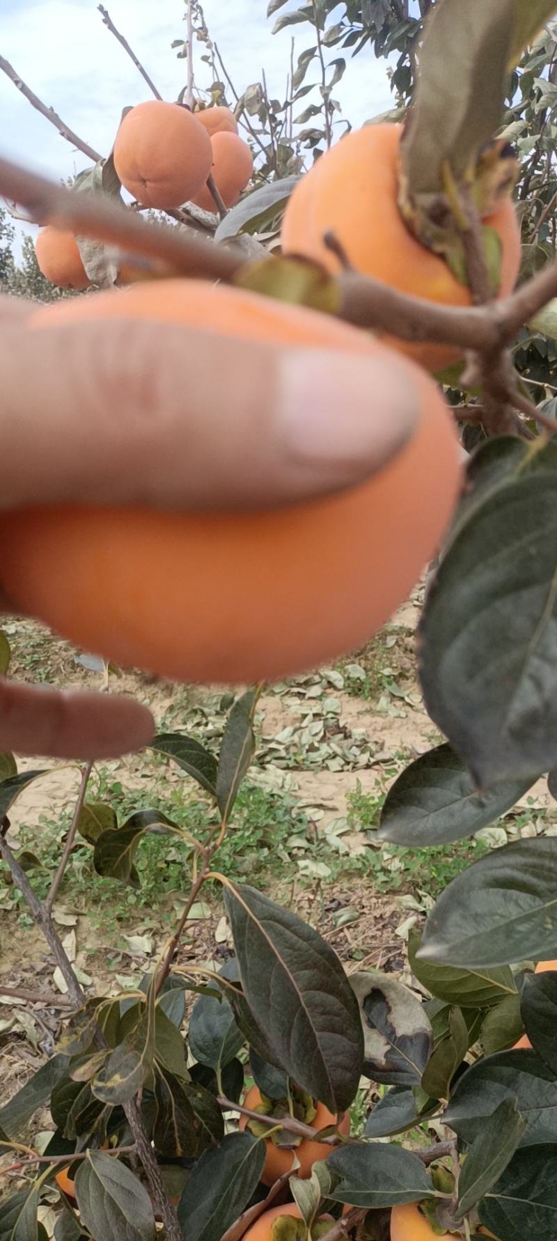柿子陕西阳丰甜柿大量上市个头大口感好欢迎来电咨询