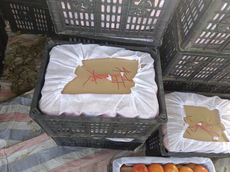 柿子陕西阳丰甜柿大量上市个头大口感好欢迎来电咨询