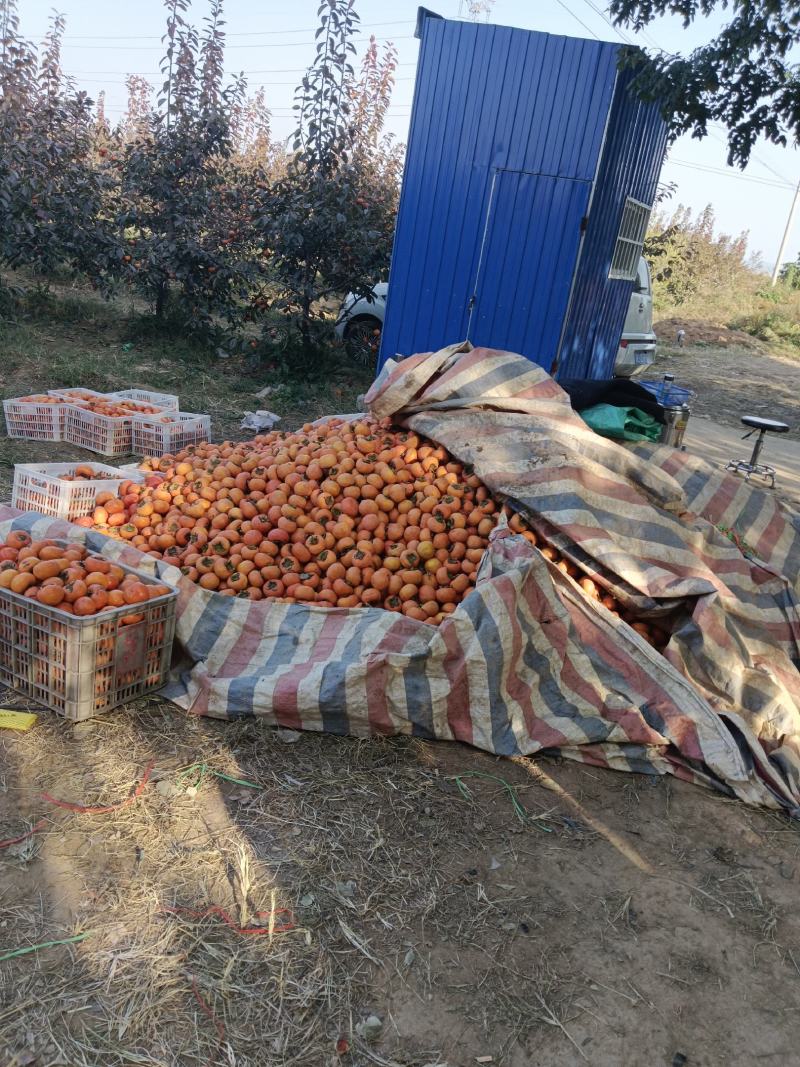 柿子陕西阳丰甜柿大量上市个头大口感好欢迎来电咨询