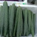 湛江黄瓜大量有货货源稳定欢迎致电价格优惠