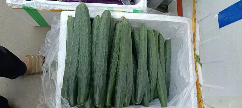 湛江黄瓜大量有货货源稳定欢迎致电价格优惠