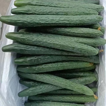 湛江黄瓜大量有货货源稳定欢迎致电价格优惠