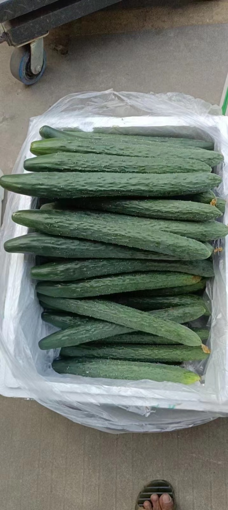 湛江黄瓜大量有货货源稳定欢迎致电价格优惠