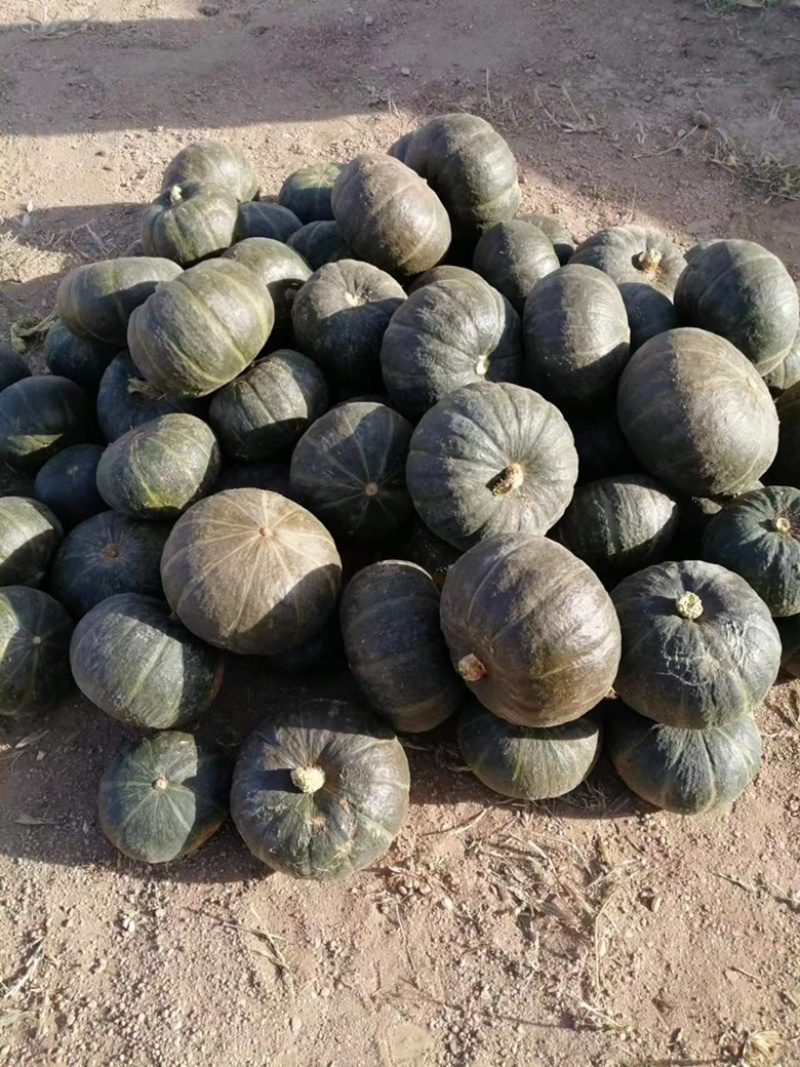 大量贝贝南瓜出售中，品种好价格实惠，可打款发货！