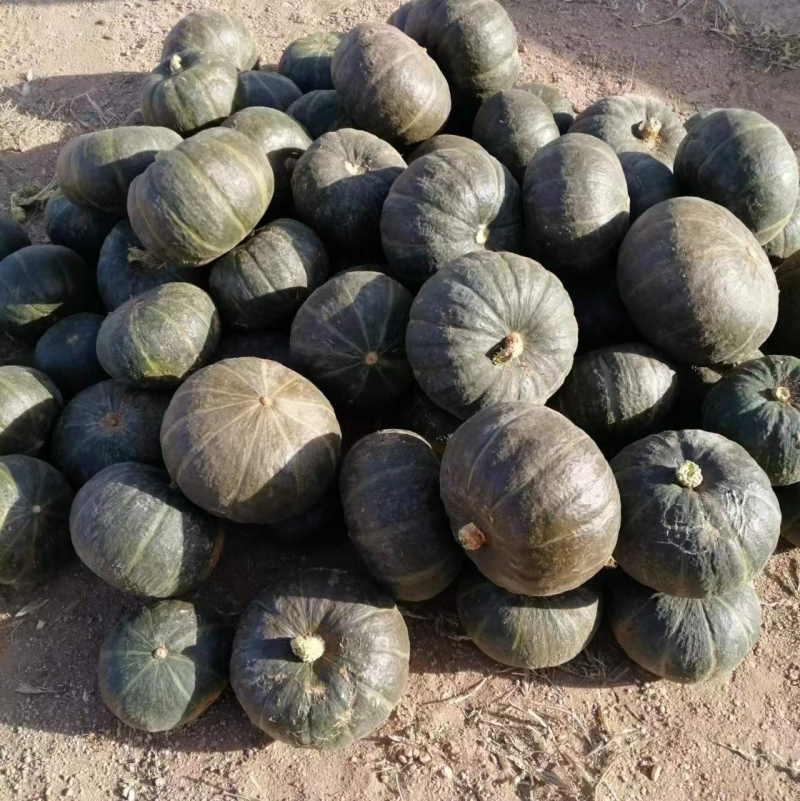 大量贝贝南瓜出售中，品种好价格实惠，可打款发货！