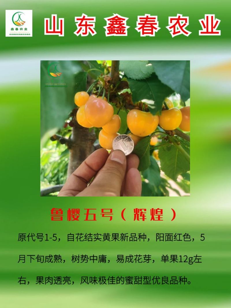 基地现挖现发吉塞拉矮化樱桃苗俄罗斯八号科迪亚雷吉娜塔玛拉