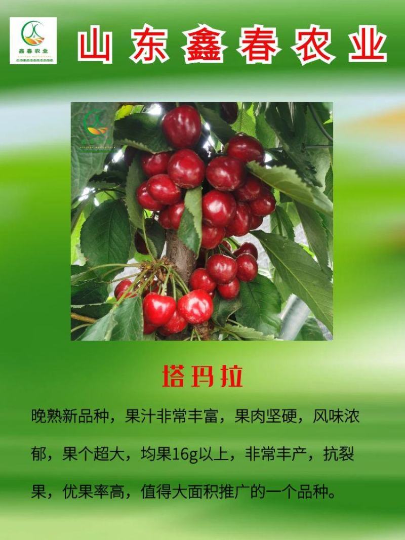 基地现挖现发吉塞拉矮化樱桃苗俄罗斯八号科迪亚雷吉娜塔玛拉