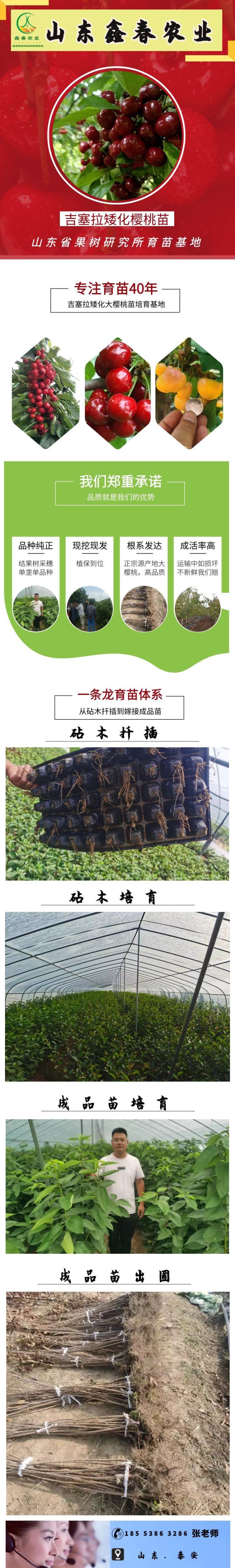 基地现挖现发吉塞拉矮化樱桃苗俄罗斯八号科迪亚雷吉娜塔玛拉