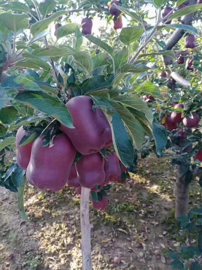 (热销）花牛苹果产区直供货源充足量大从优视频看货全国发货