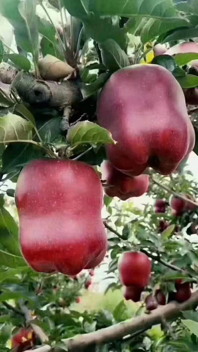 (热销）花牛苹果产区直供货源充足量大从优视频看货全国发货