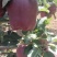 (热销）花牛苹果产区直供货源充足量大从优视频看货全国发货