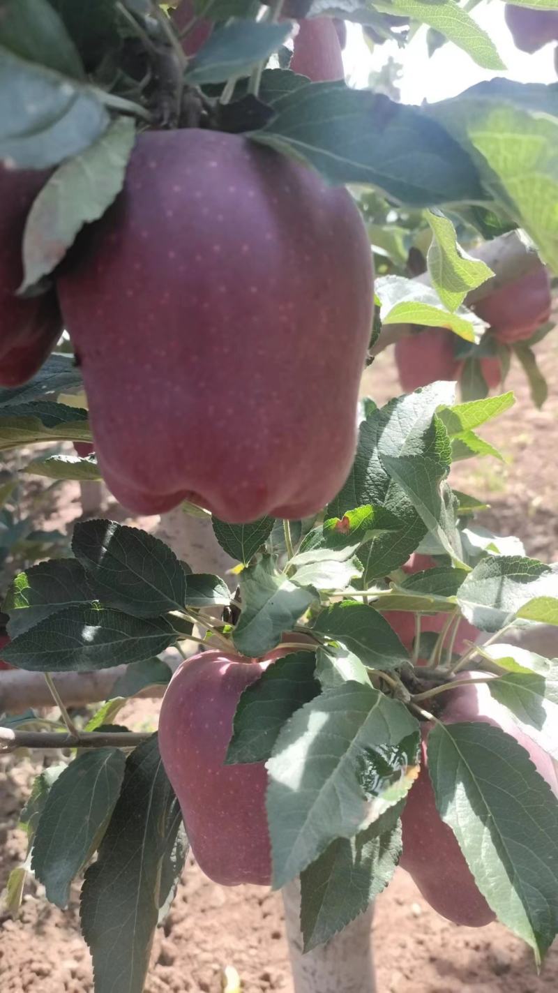 (热销）花牛苹果产区直供货源充足量大从优视频看货全国发货