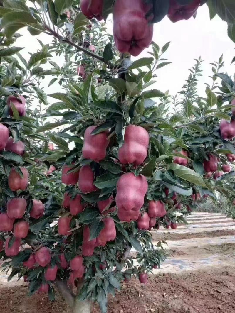 (热销）花牛苹果产区直供货源充足量大从优视频看货全国发货