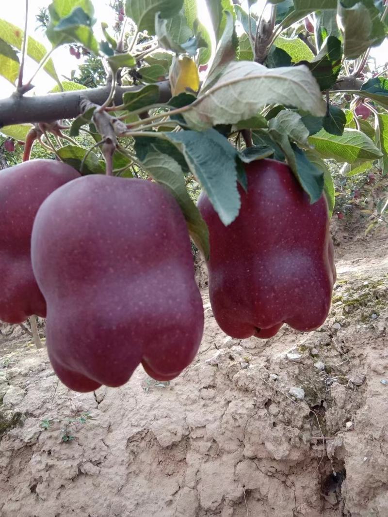(热销）花牛苹果产区直供货源充足量大从优视频看货全国发货