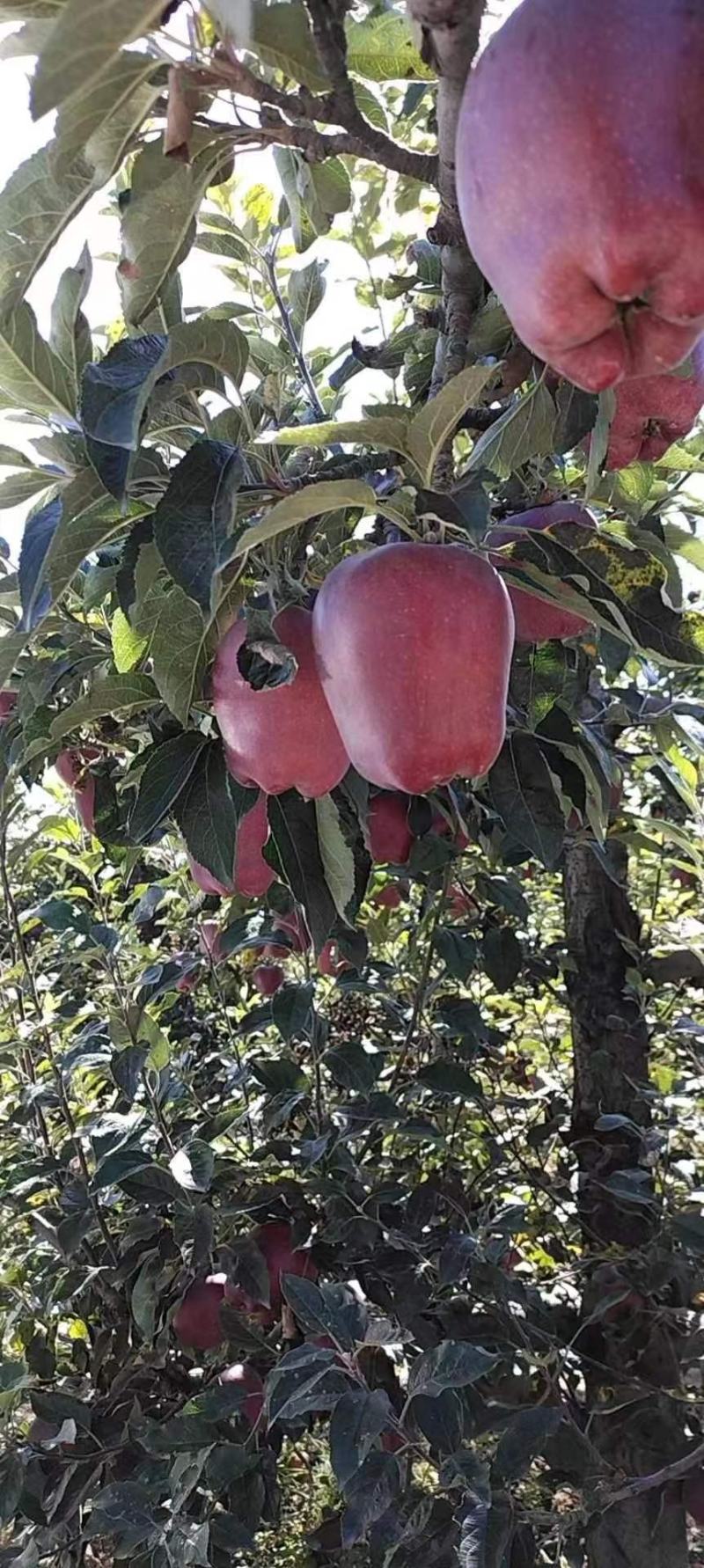 (热销）花牛苹果产区直供货源充足量大从优视频看货全国发货