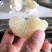 湖南芷江麻麻柚冰糖柚50斤装