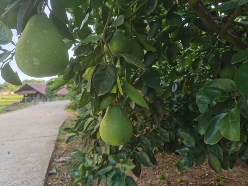 湖南芷江麻麻柚冰糖柚50斤装