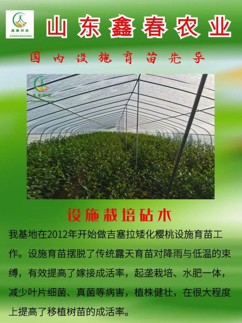 鲁樱五号1-5辉煌黄果**基地直供吉塞拉矮化樱桃苗
