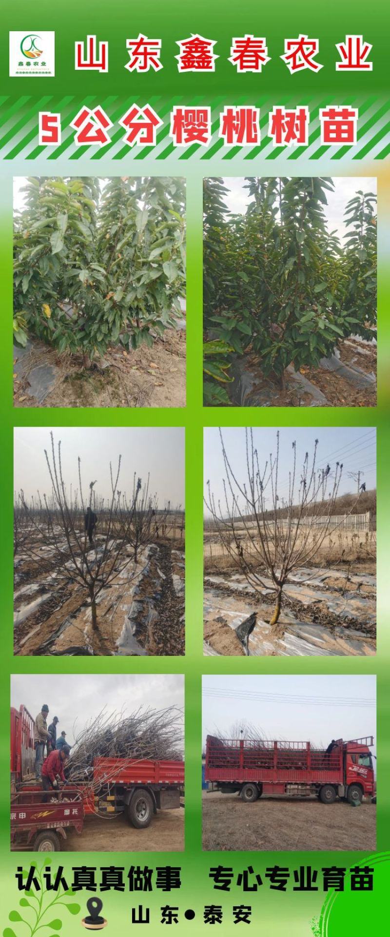 鲁樱五号1-5辉煌黄果**基地直供吉塞拉矮化樱桃苗
