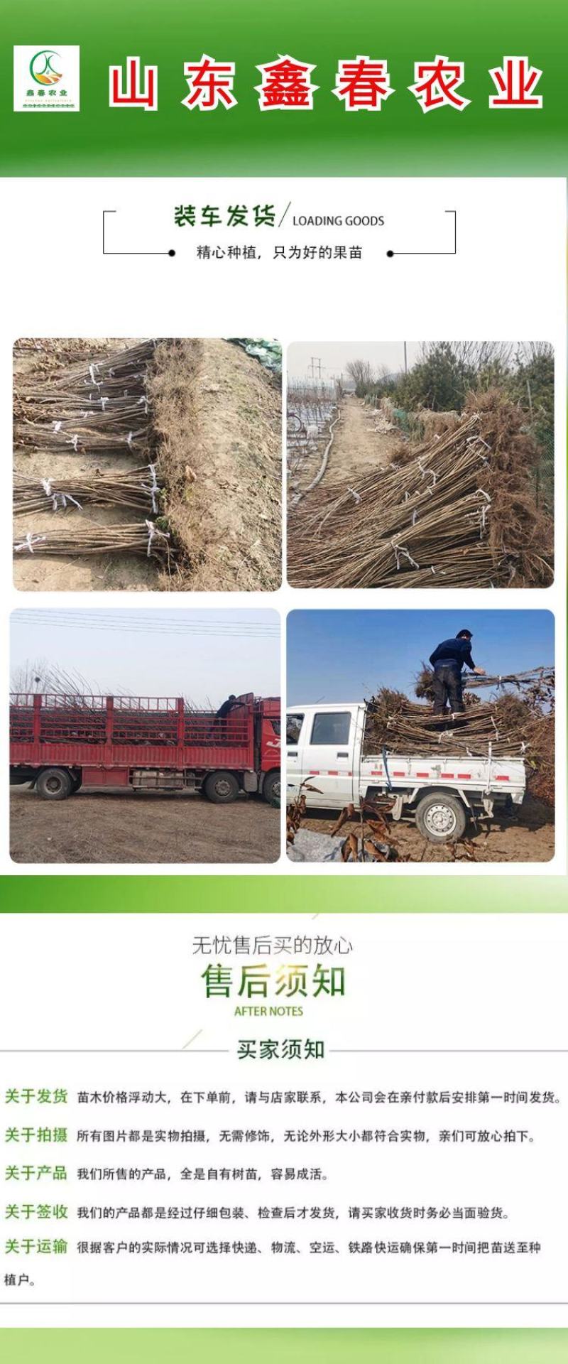 鲁樱五号1-5辉煌黄果**基地直供吉塞拉矮化樱桃苗