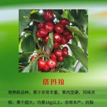 鲁樱五号1-5辉煌黄果**基地直供吉塞拉矮化樱桃苗