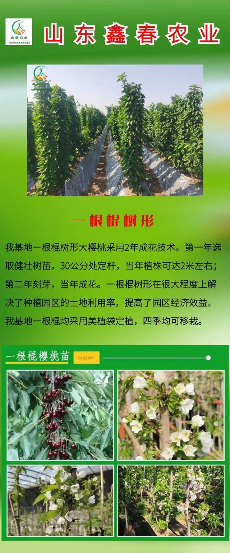 鲁樱五号1-5辉煌黄果**基地直供吉塞拉矮化樱桃苗
