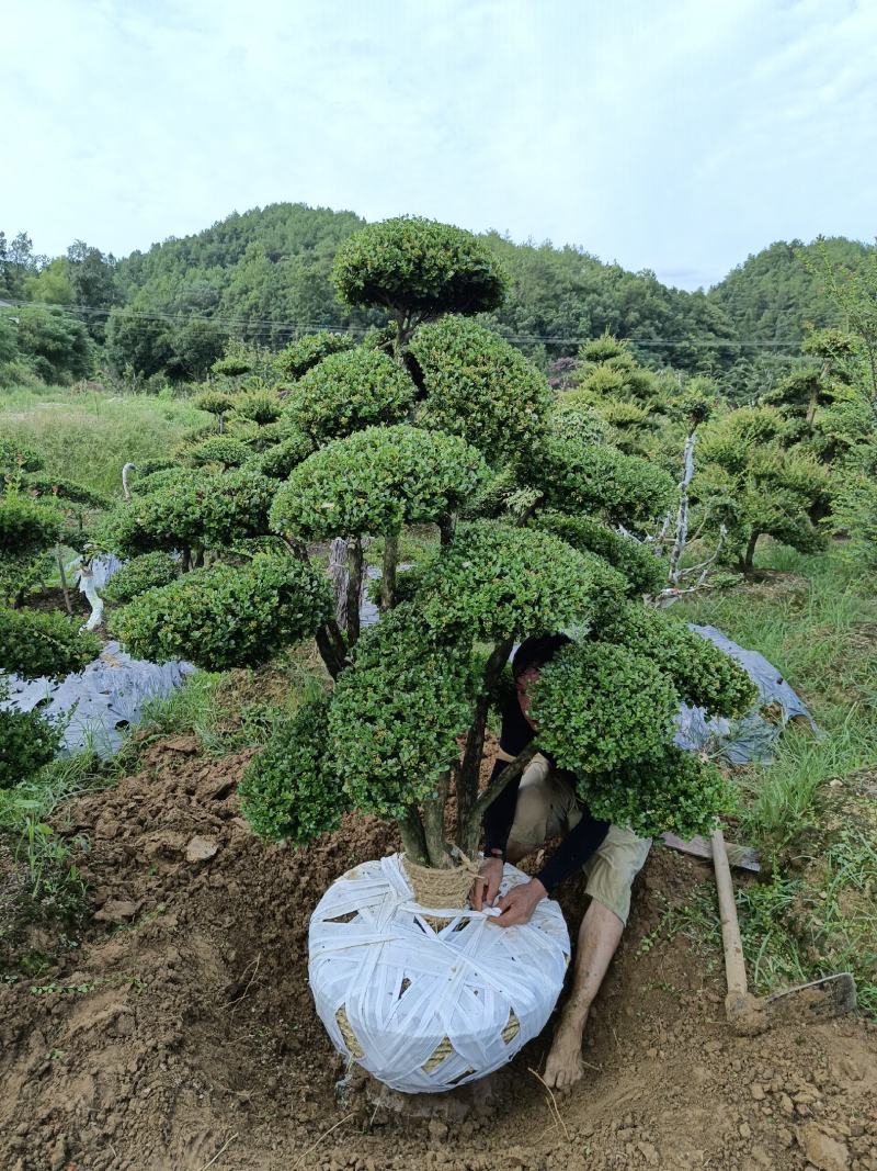 造型赤楠