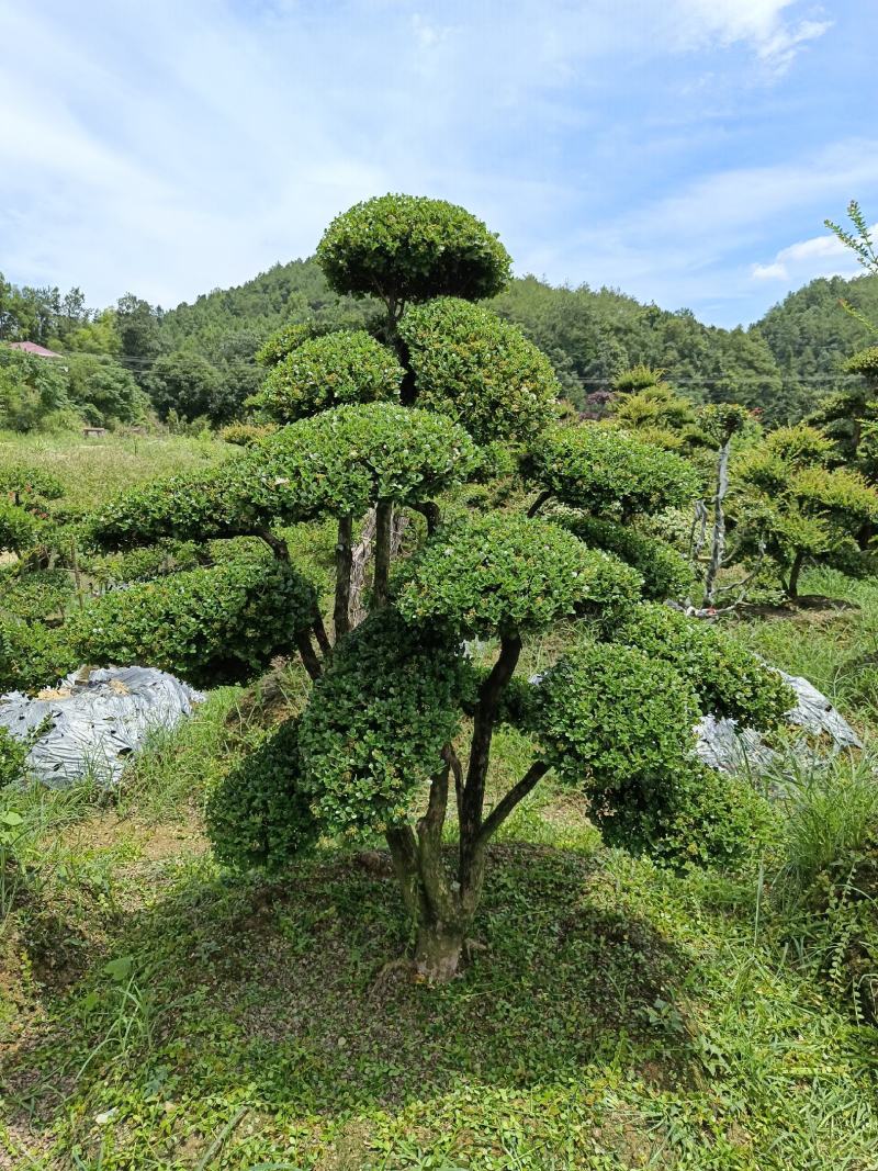 造型赤楠