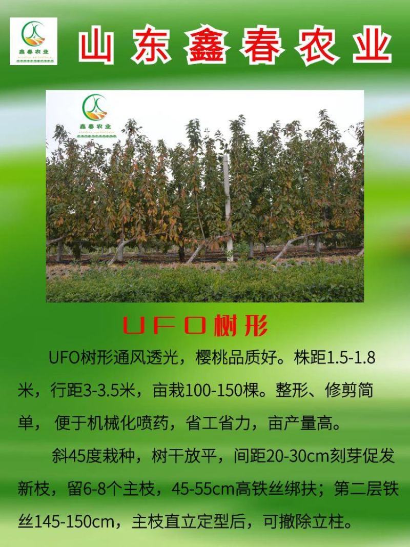 吉塞拉矮化樱桃苗品种规格俱全美植袋育苗随时发货