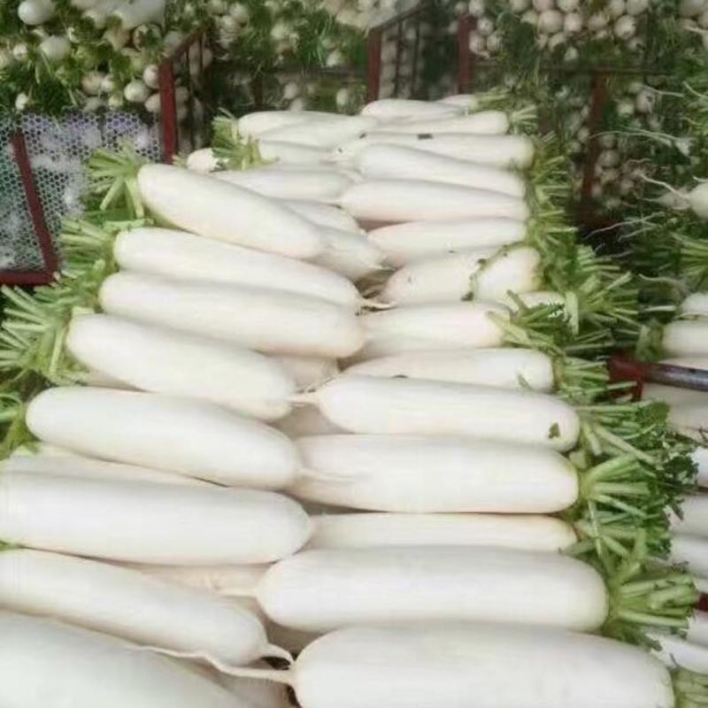 湖北天门精品白萝卜1—2斤，花板，花叶（地头价）
