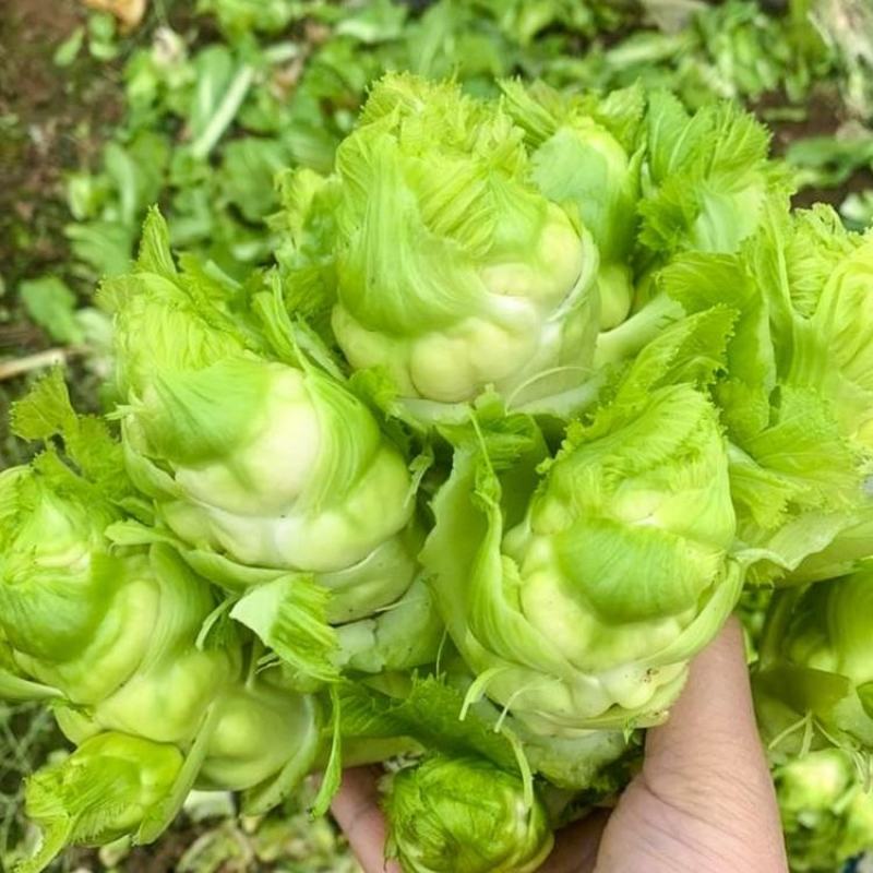 蔬菜，儿菜