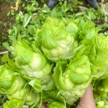 蔬菜，儿菜