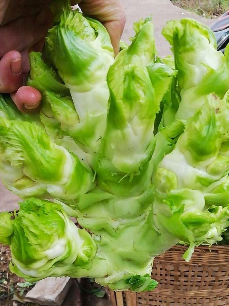 蔬菜，儿菜