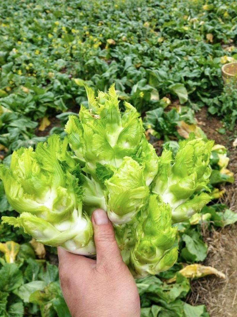蔬菜，儿菜