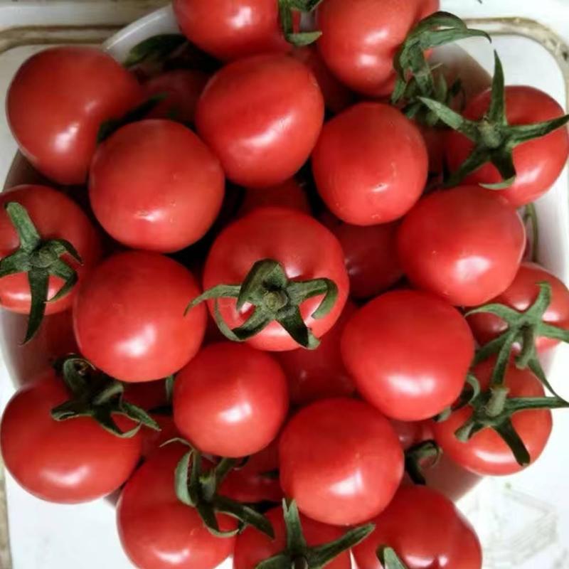 千禧小番茄种子圣女果种子农家庭院阳台种植蔬菜水果种子