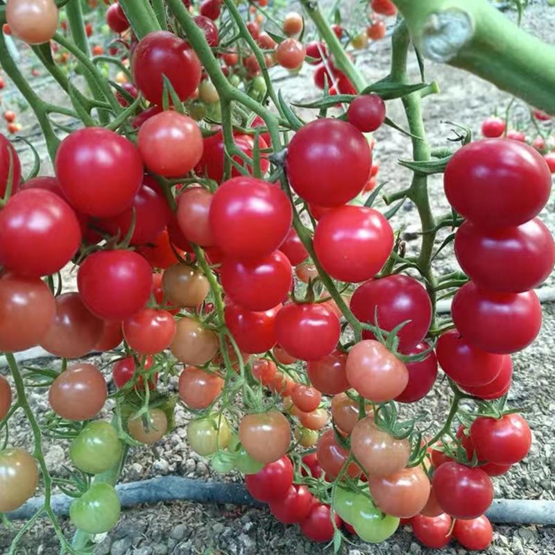 千禧小番茄种子圣女果种子农家庭院阳台种植蔬菜水果种子