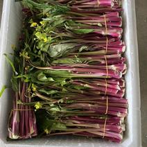 红菜苔，贵州优质精品红菜苔量大价格大量上市