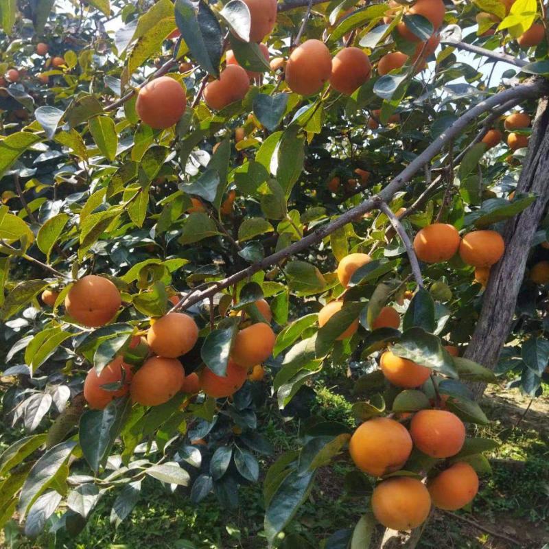 阳丰甜柿