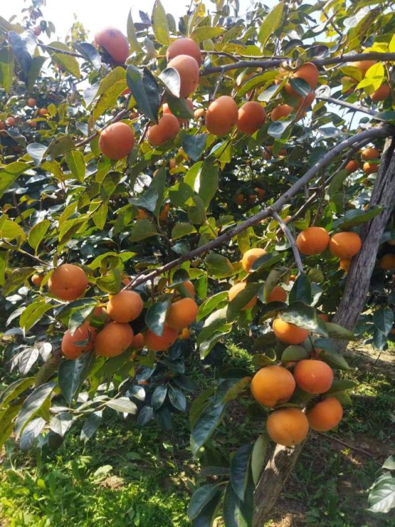 阳丰甜柿