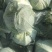 精品奥奇娜扁包菜，3/5斤市场货，大量上市了