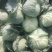 精品奥奇娜扁包菜，3/5斤市场货，大量上市了