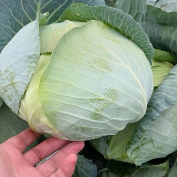 精品奥奇娜扁包菜，3/5斤市场货，大量上市了