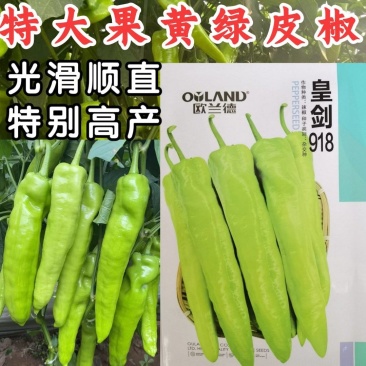 欧兰德皇剑918辣椒种子特大果黄绿皮尖椒牛角椒光滑顺直