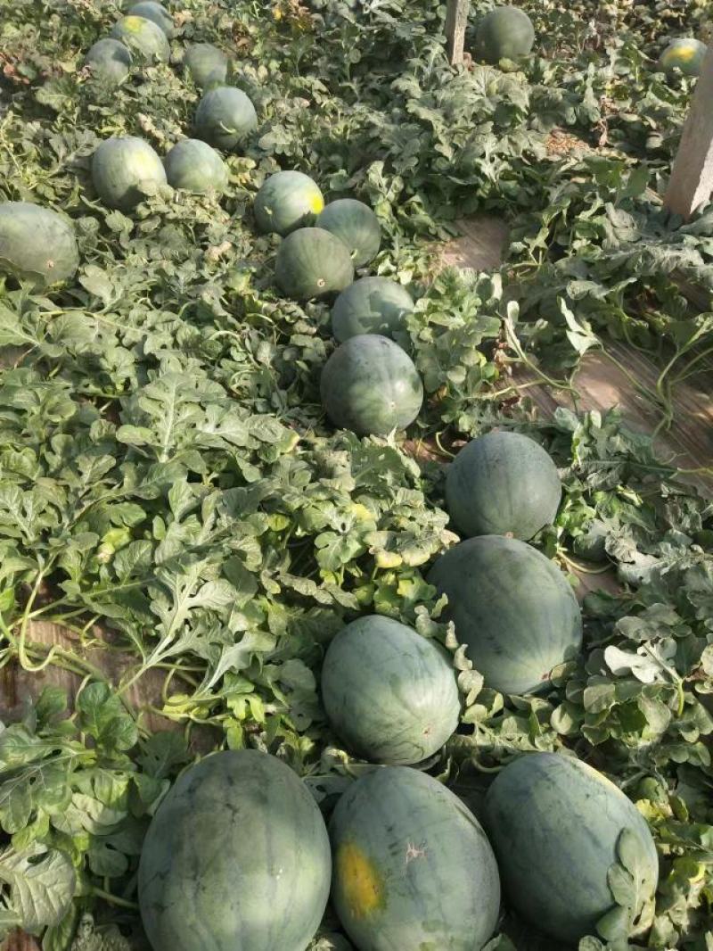 【牛商优选】优质山东潍坊无籽西瓜甜度高水分足大量供应