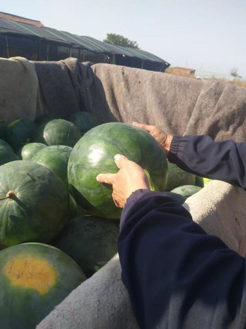 【牛商优选】优质山东潍坊无籽西瓜甜度高水分足大量供应