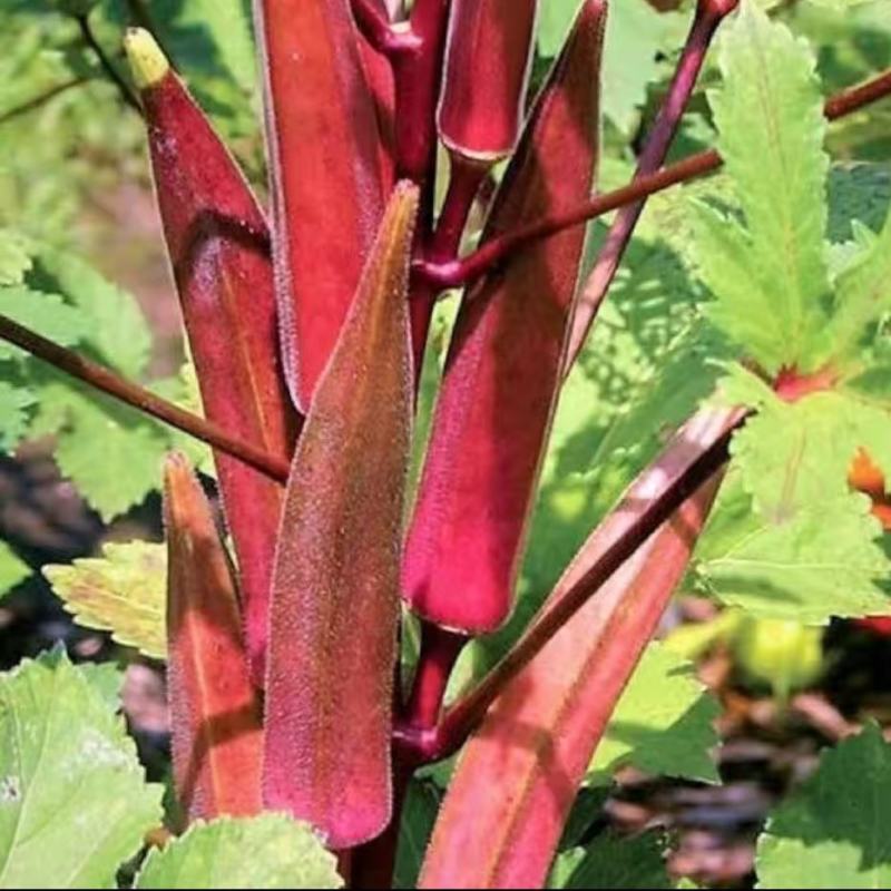 奶油红秋葵种子农家庭院阳台种植蔬菜种子