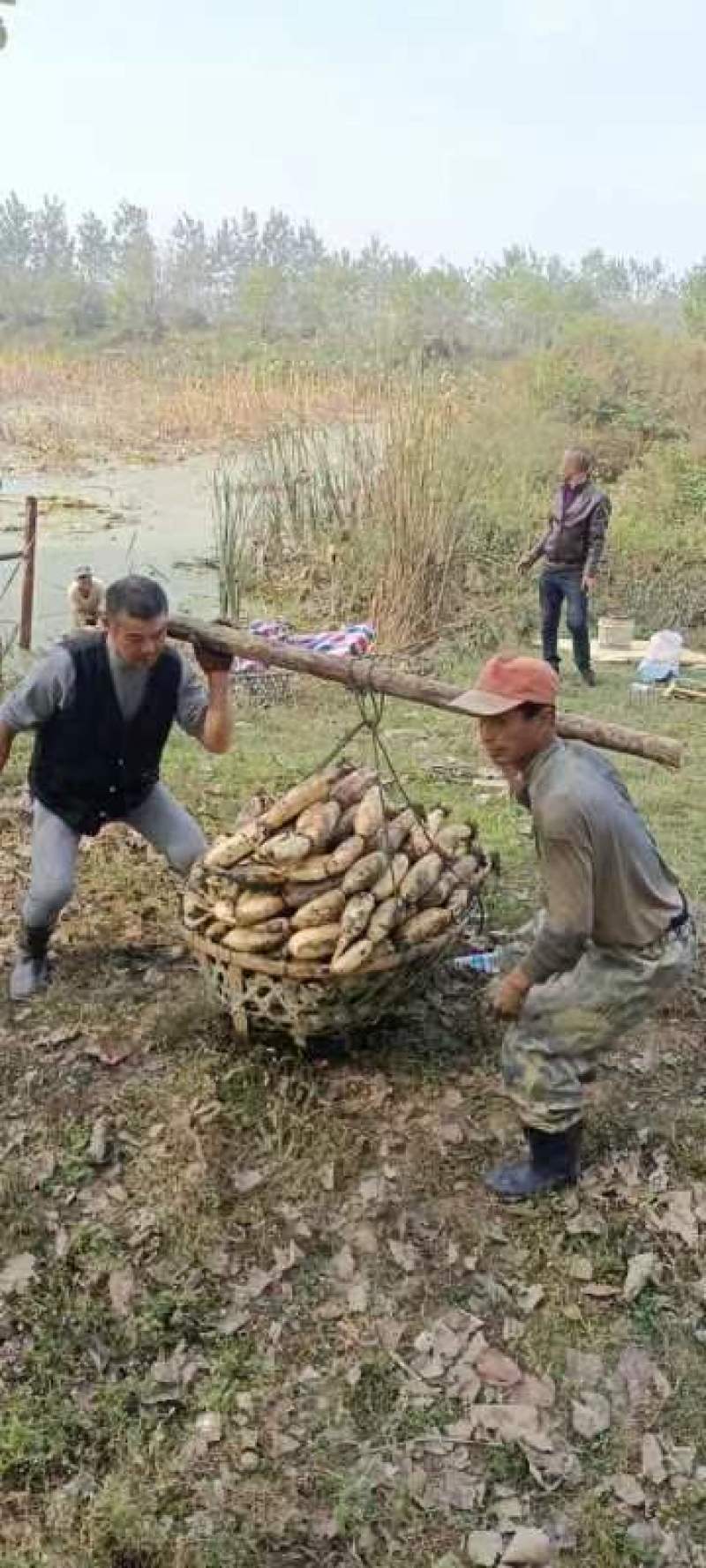湖北莲藕武植二号，炒藕