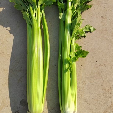 芹菜